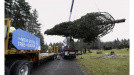 Photo of a crane placing a 13.7-metre white spruce tree on a trailer