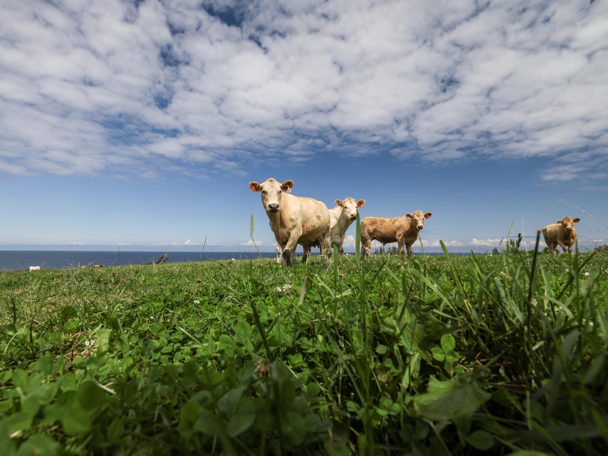 Four cows in a community pasture under a blue sky with white clouds