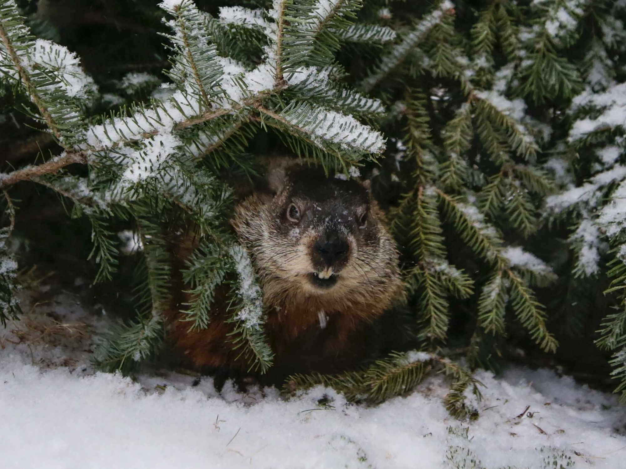 Photo of a groundhog