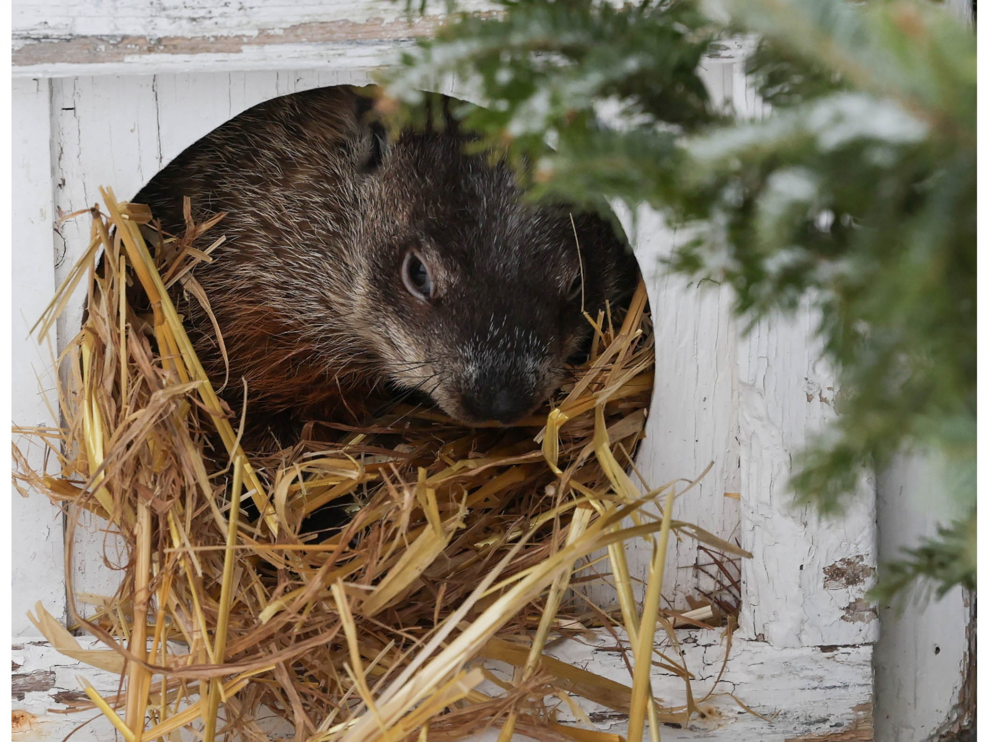 Photo of groundhog peeking out of its little house