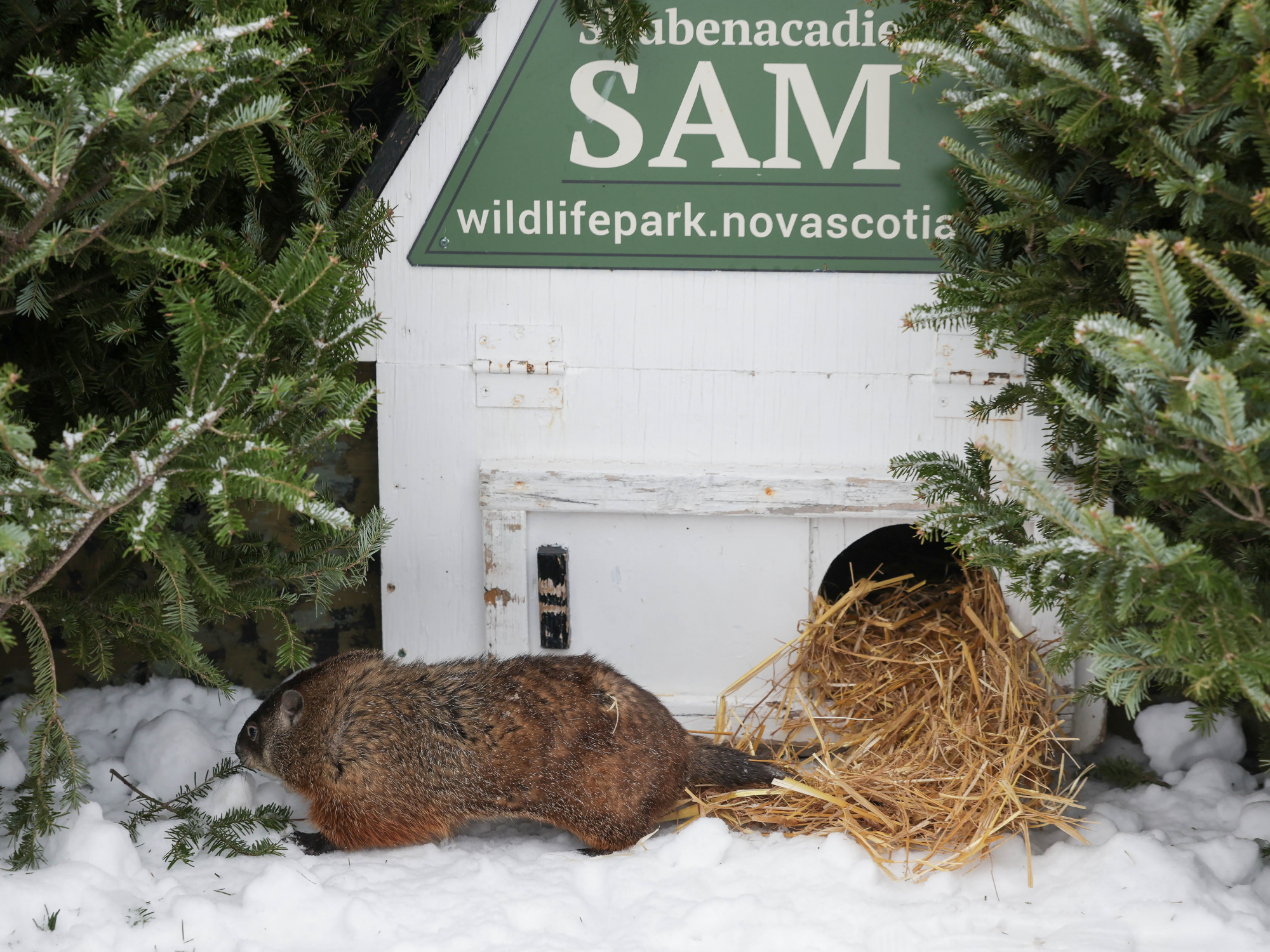 Photo of a groundhog in the snow outside its little house that has a sign saying Shubenacadie Sam