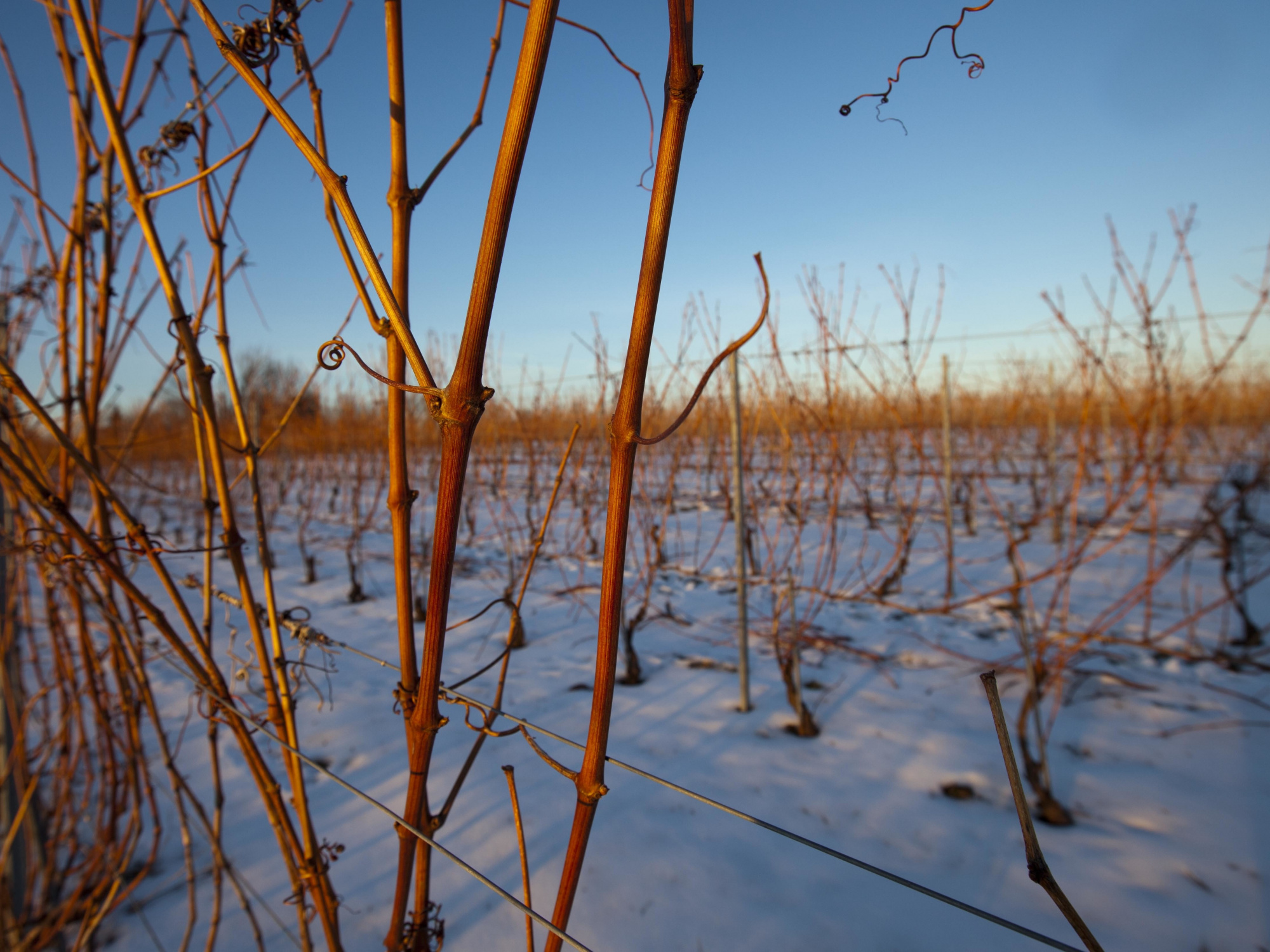 Photo of a vineyard in winter