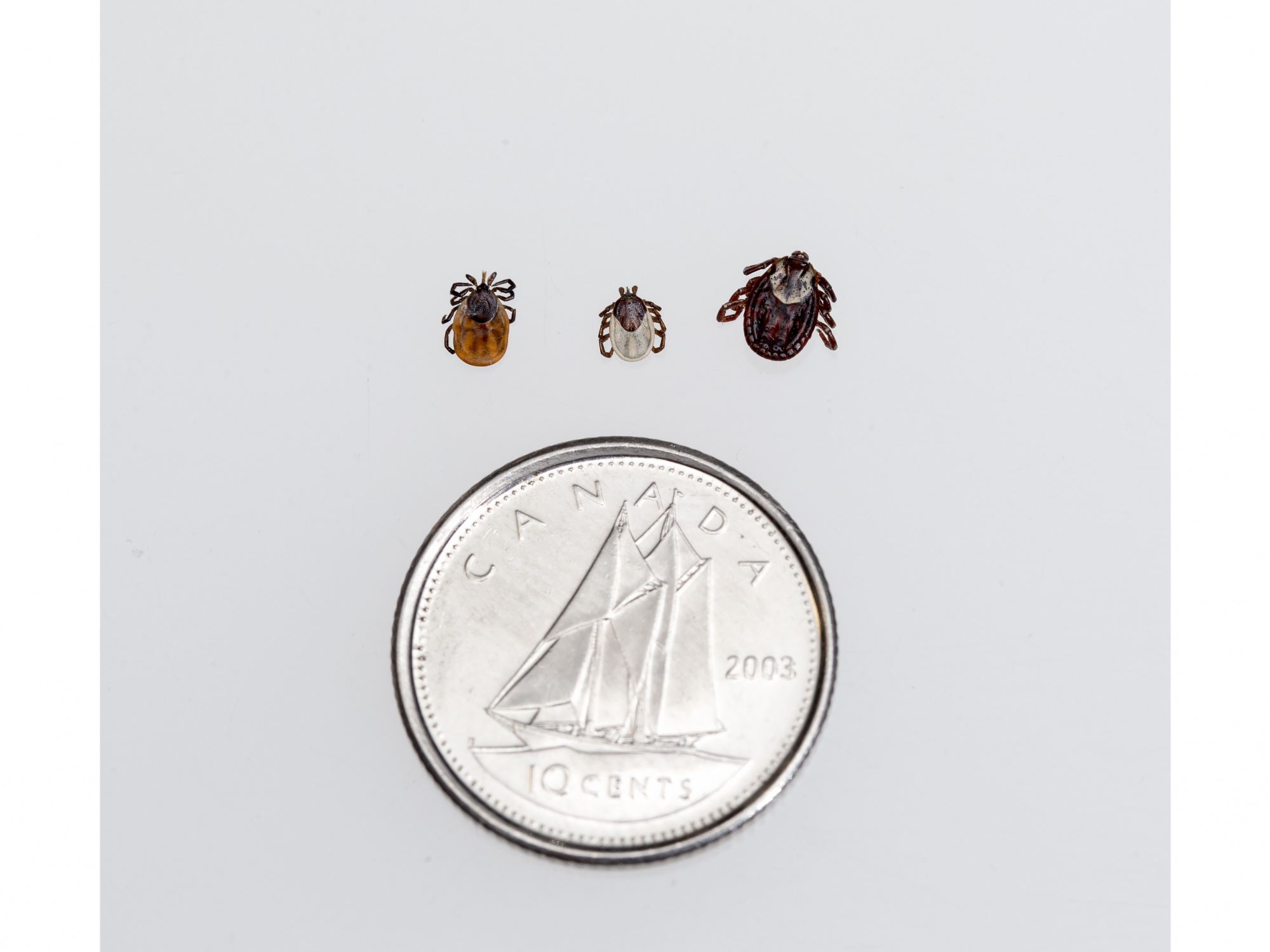 Photo of three types of ticks beside a dime