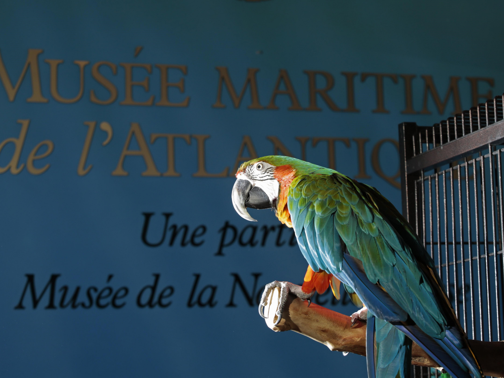 Photo of Merlin the macaw at the Maritime Museum of the Atlantic
