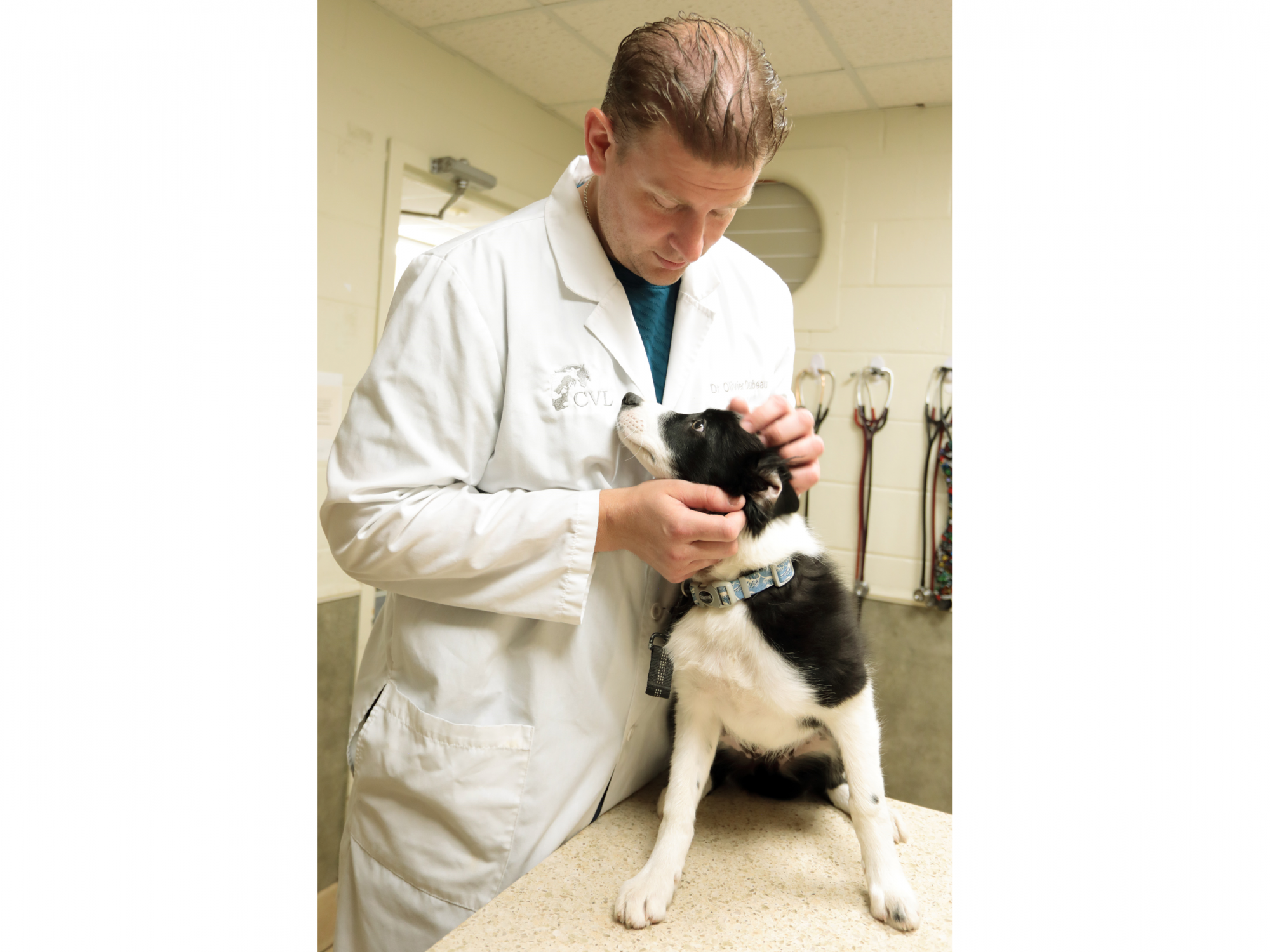 Photo of a vet with a dog in a clinic