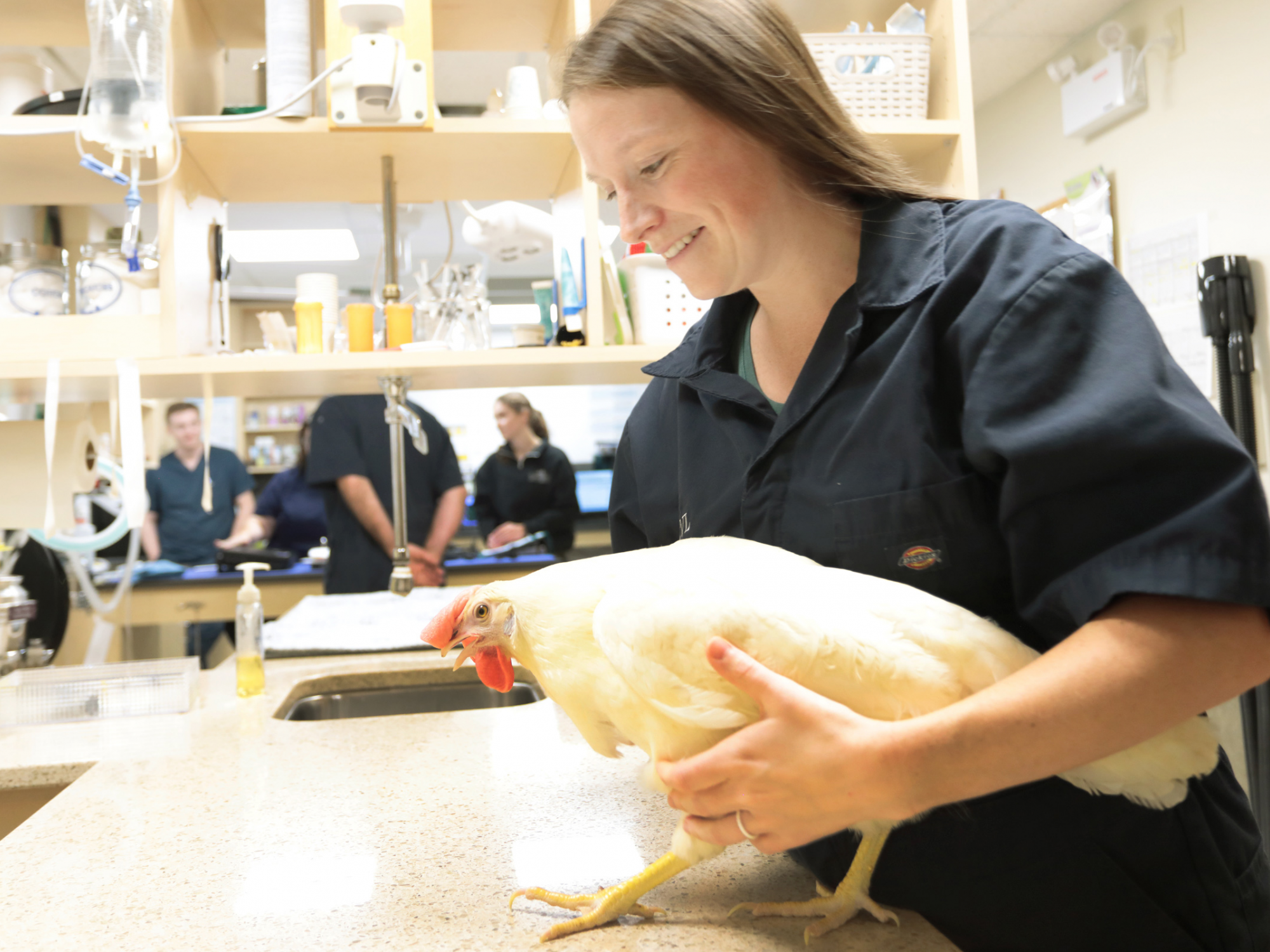 Photo of a vet holding a hen in a clinic