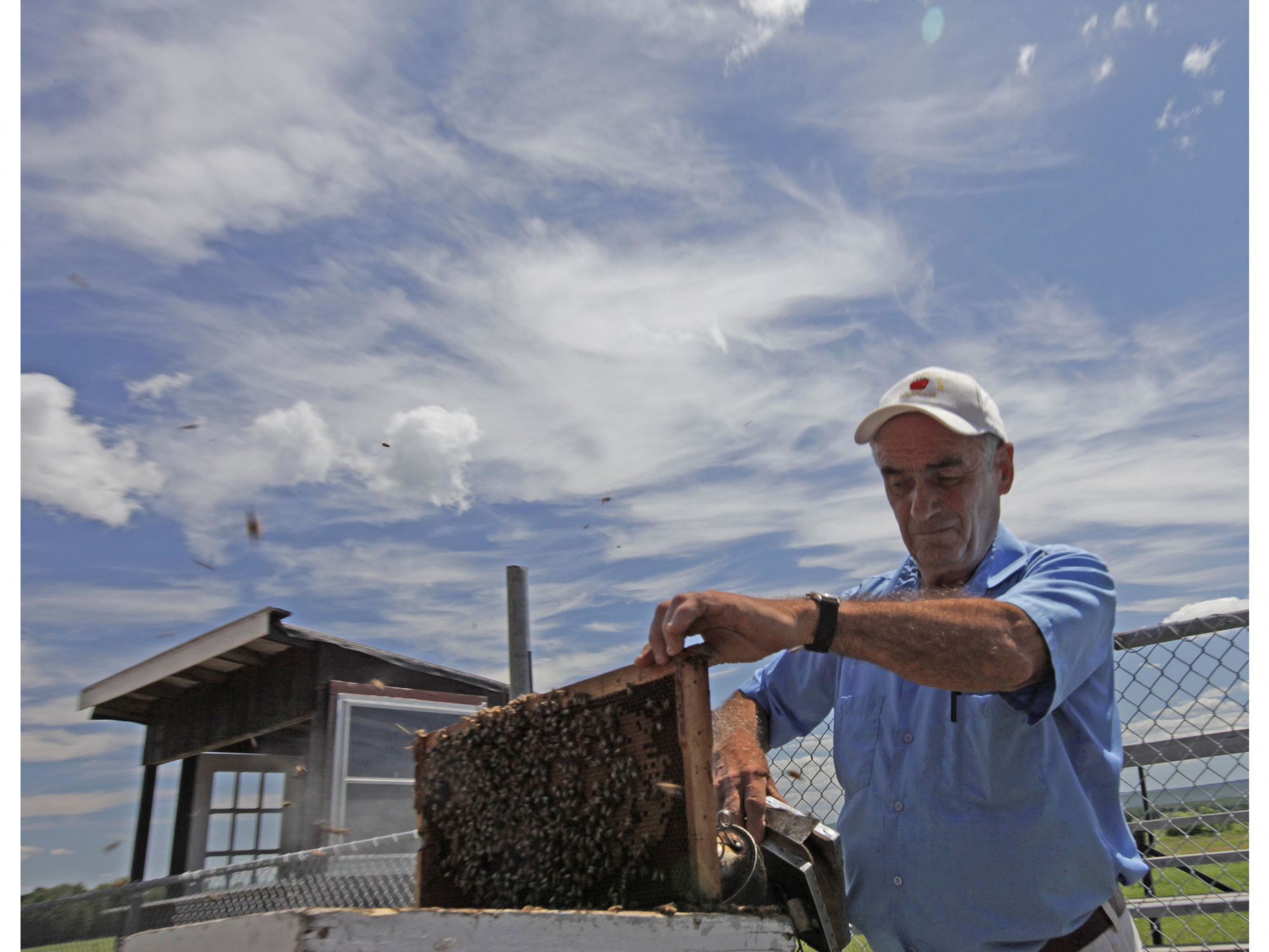 Photo of a beekeeper pulling bees out of a hive