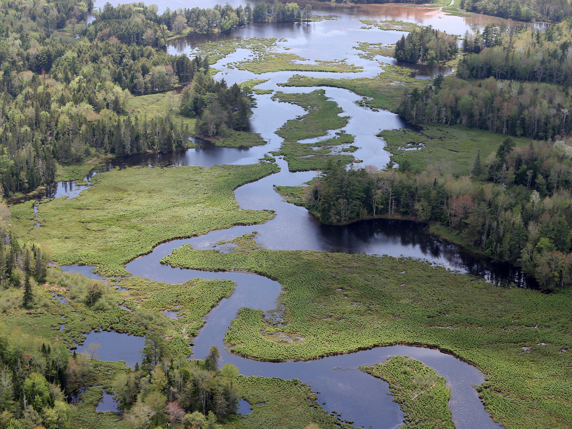 Photo of wetlands