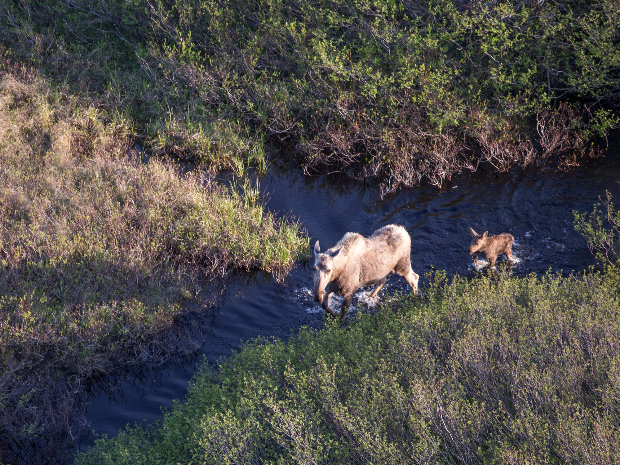 Aerial photo of a moose and calf in a wetland