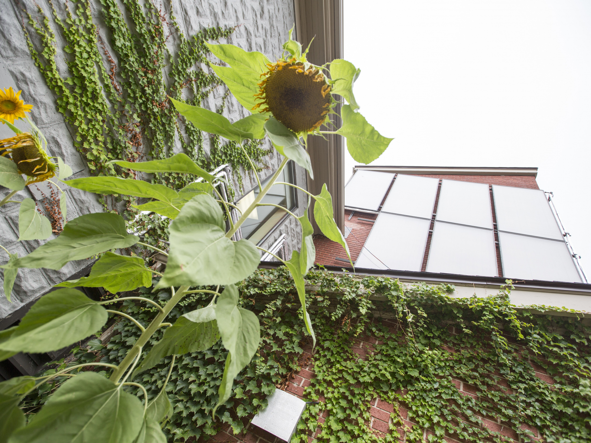 Photo of solar panels and sunflowers