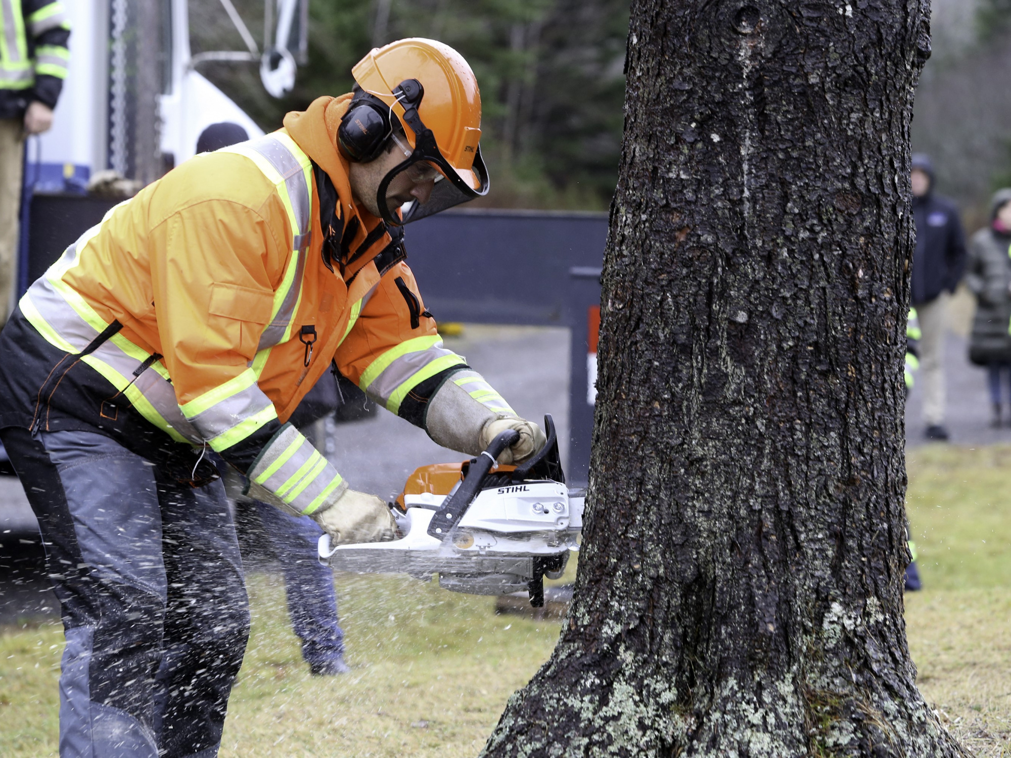 Photo of a man cutting a tree with a chainsaw