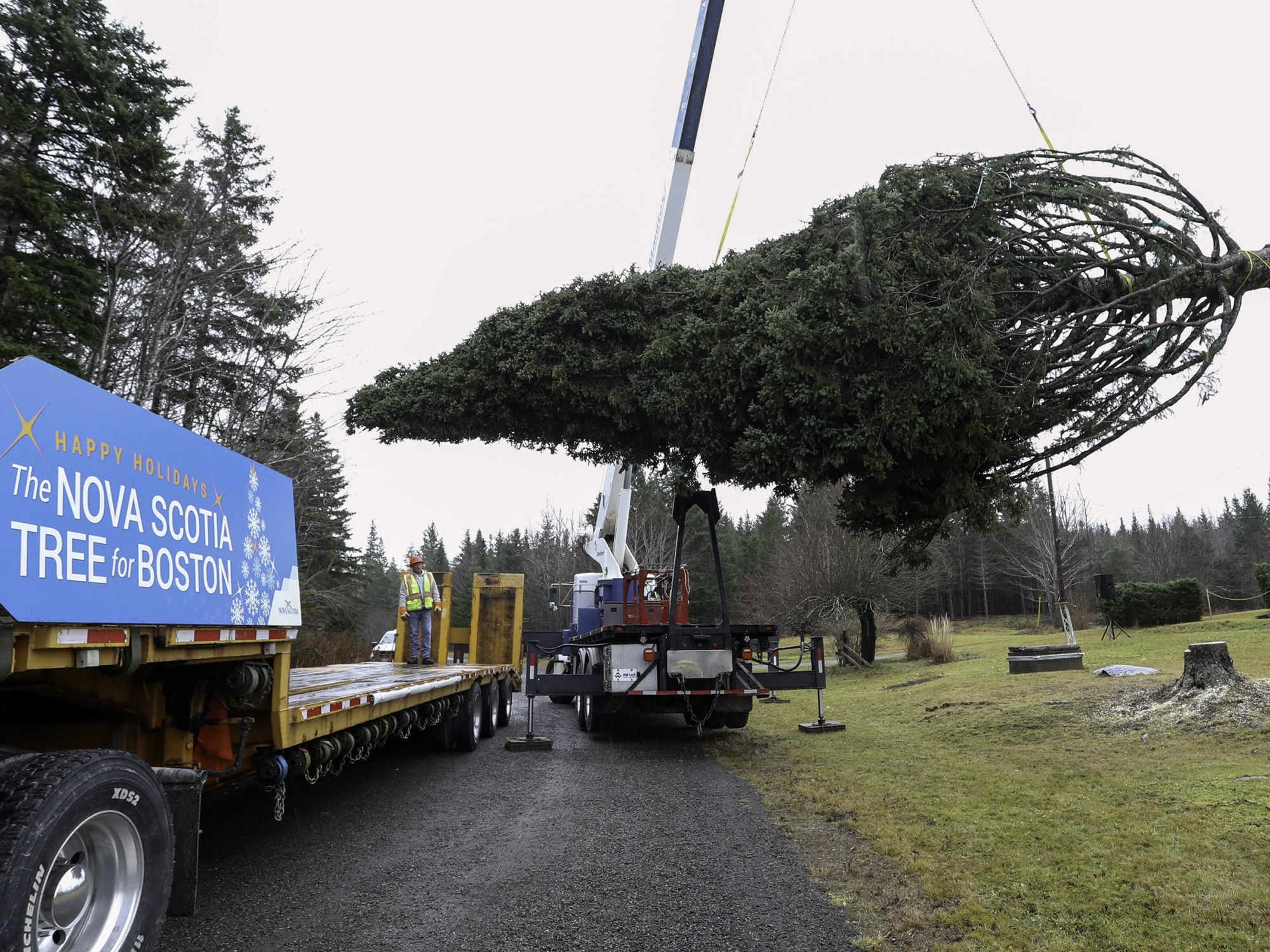 Photo of a crane placing a 13.7-metre white spruce tree on a trailer