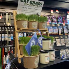 Cat Grass