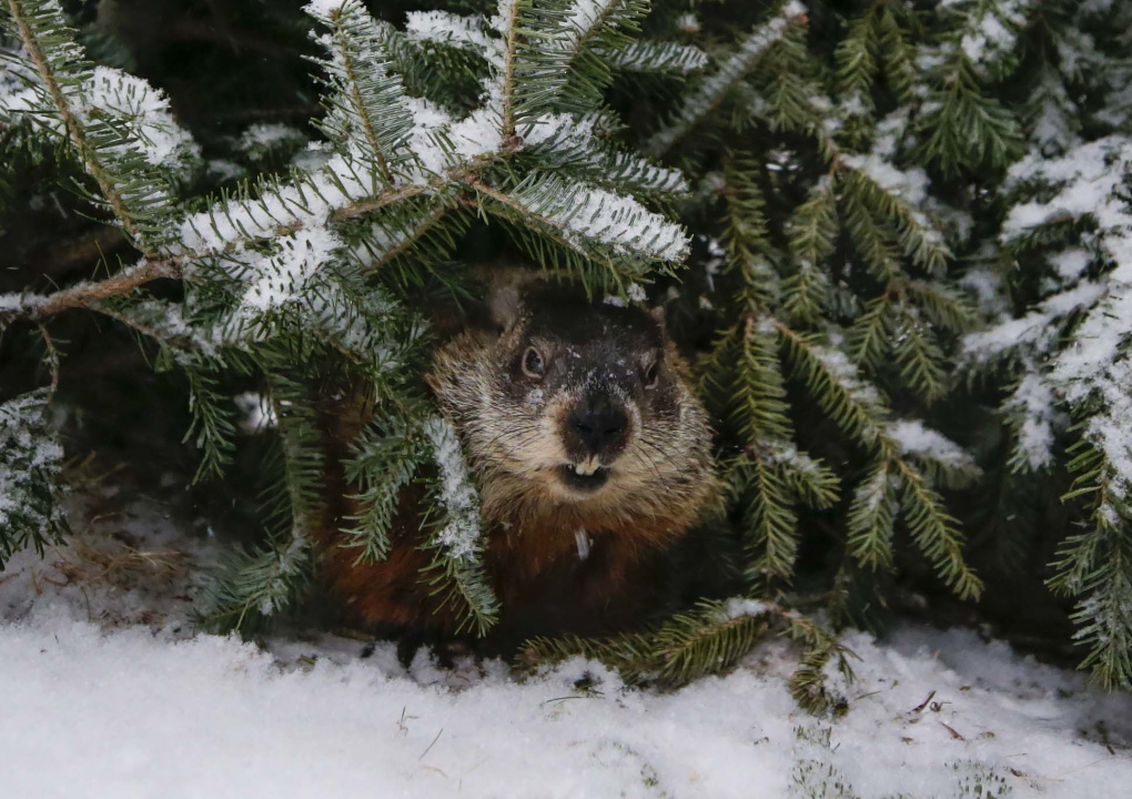 Photo of a groundhog