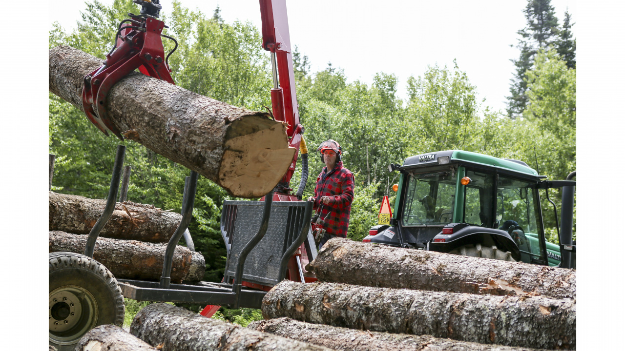 Photo of a forestry worker using a machine to load logs