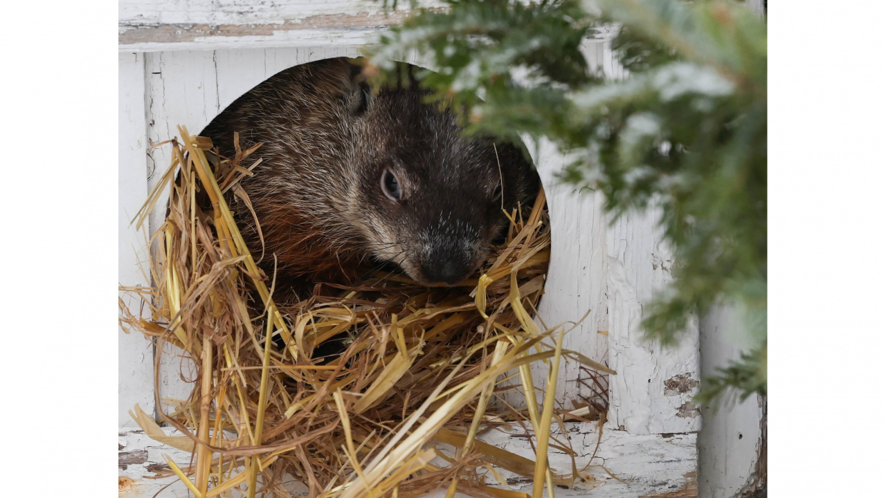 Photo of groundhog peeking out of its little house