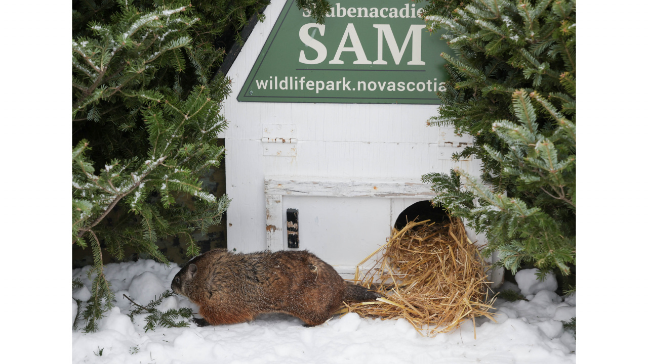 Photo of a groundhog in the snow outside its little house that has a sign saying Shubenacadie Sam