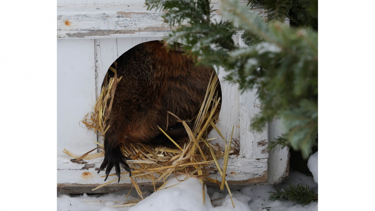 Photo of groundhog sticking its paw out of little house