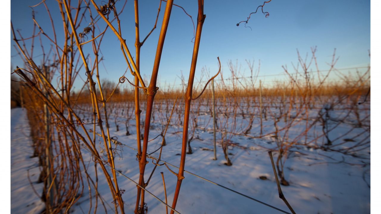 Photo of a vineyard in winter