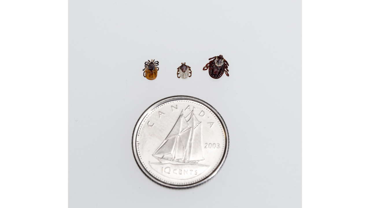 Photo of three types of ticks beside a dime