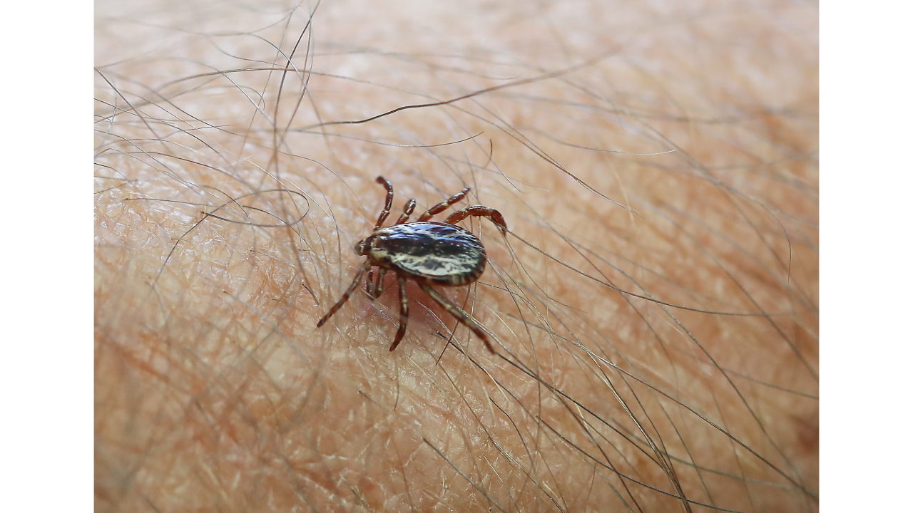 Photo of a blacklegged tick on a person's arm