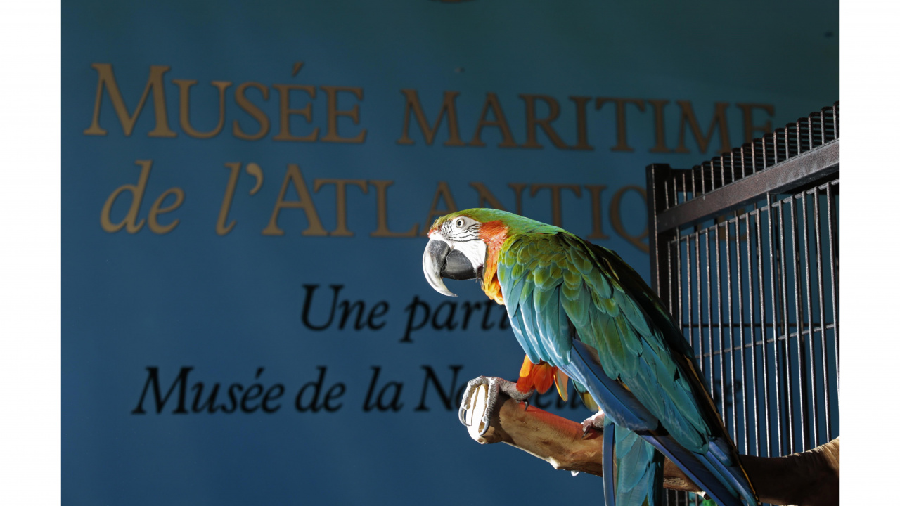 Photo of Merlin the macaw at the Maritime Museum of the Atlantic