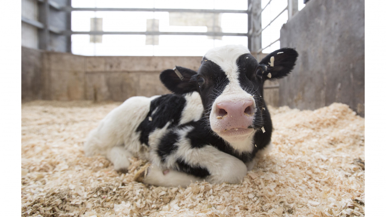 calf