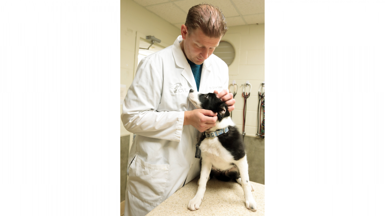 Photo of a vet with a dog in a clinic