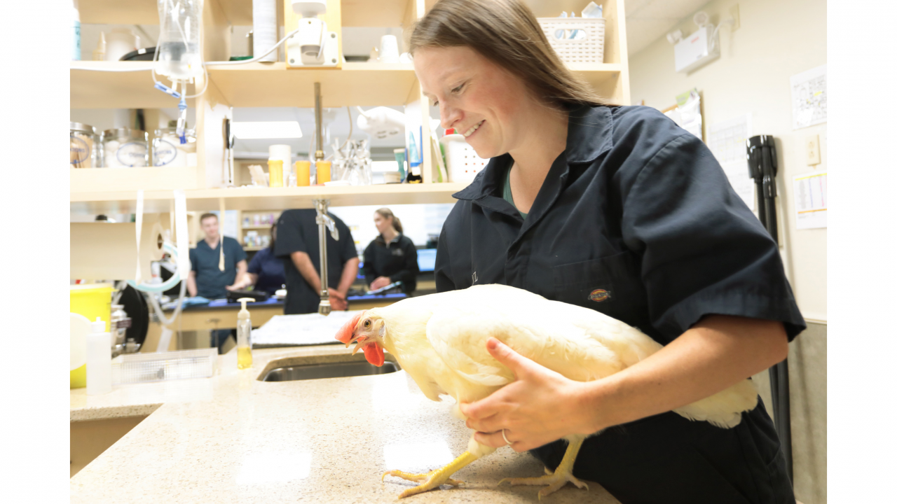 Photo of a vet holding a hen in a clinic