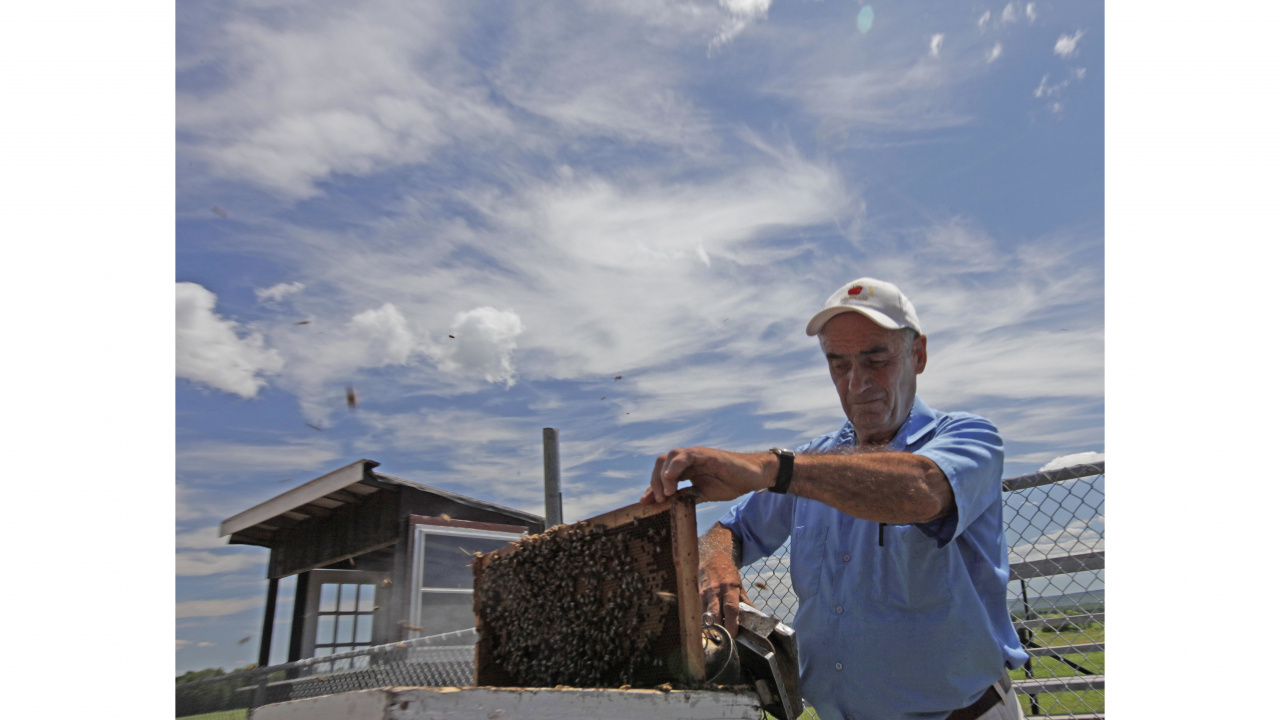 Photo of a beekeeper pulling bees out of a hive