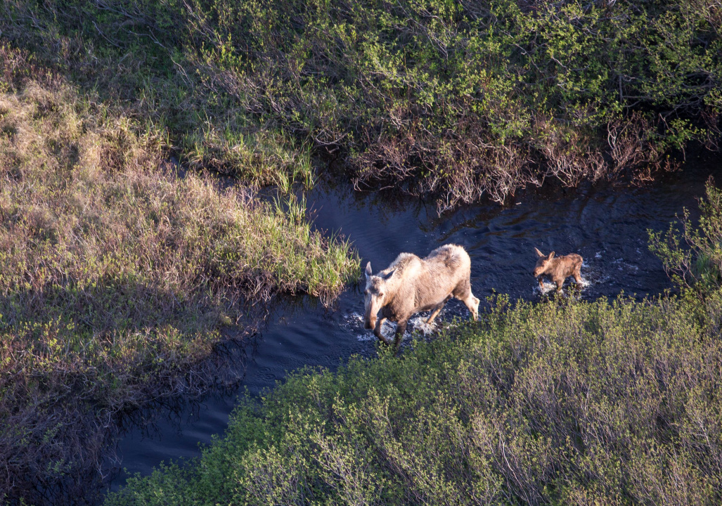 Aerial photo of a moose and calf in a wetland