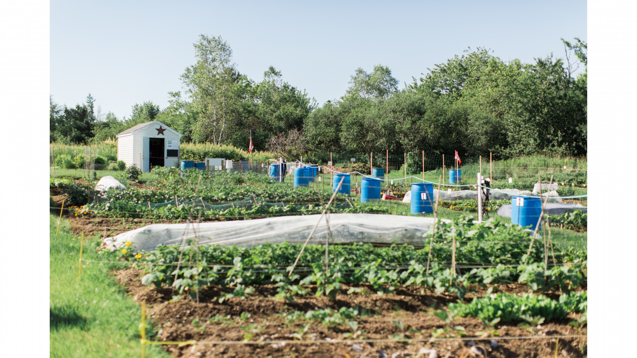 community garden