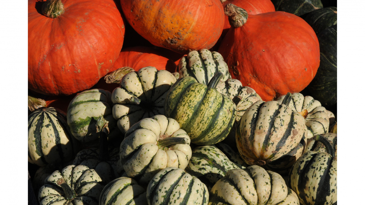 Pumpkins in the fall