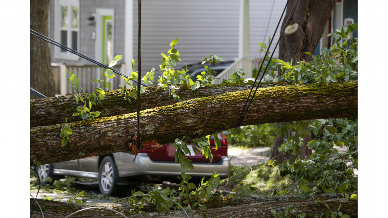 Tree branch fallen over electrical wire on the road