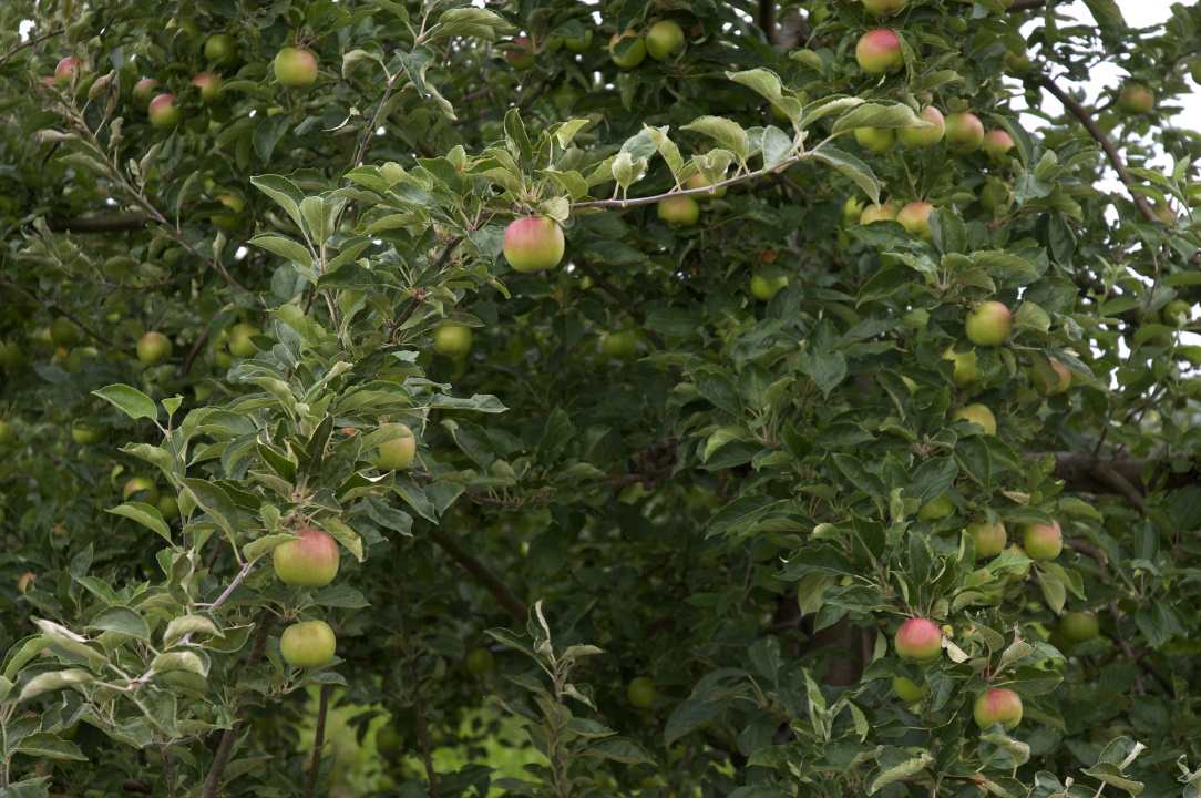 Photo of an apple tree