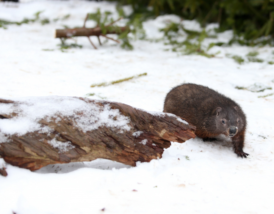 Photo of a groundhog