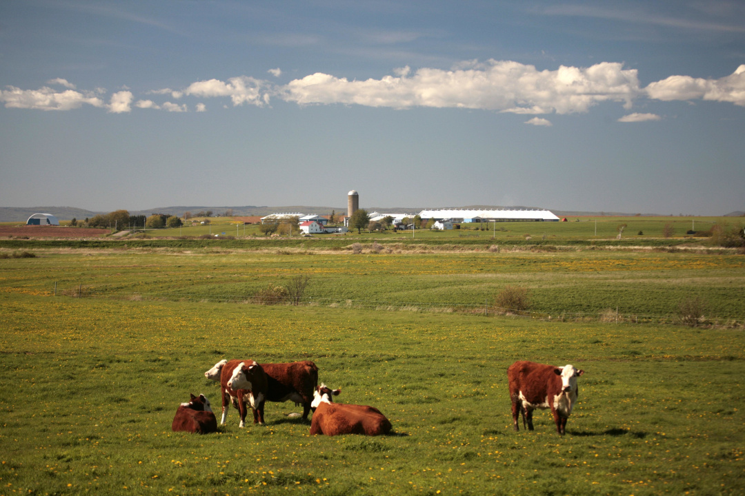 Cows laying in a field.