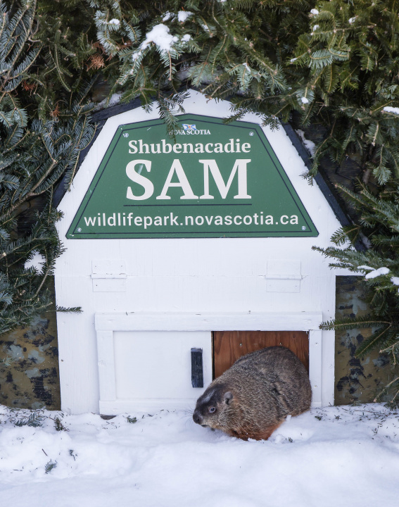 Shubenacadie Sam slowly stretches out a paw before stepping out to make the yearly Groundhog Day weather prediction.