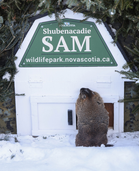 Shubenacadie Sam takes a little wander around the pen on Groundhog Day. Seeing a shadow, Sam predicts more six weeks of winter.