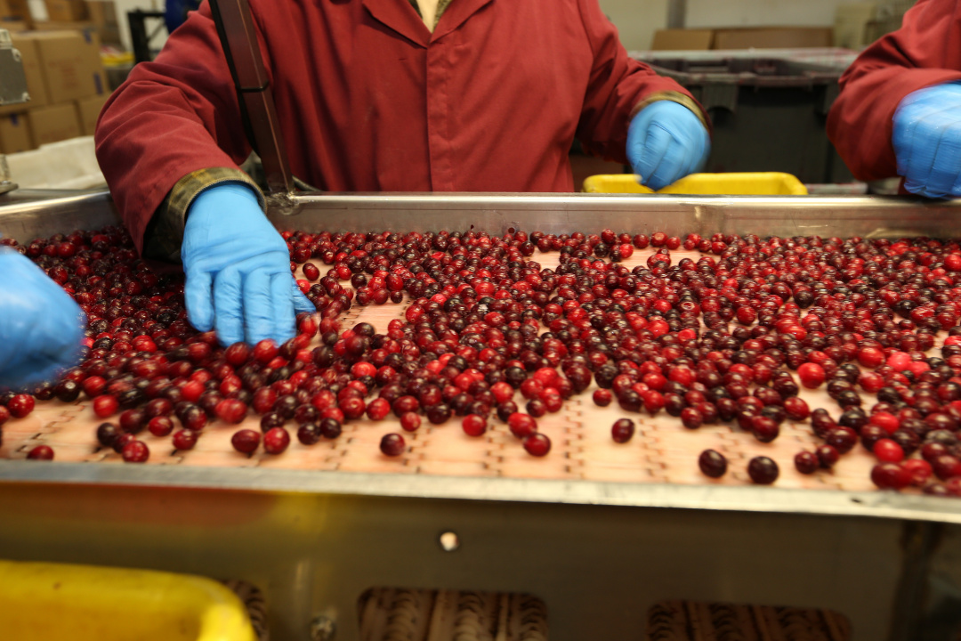 A worker's hands are seen next to a large tray of cranberries.