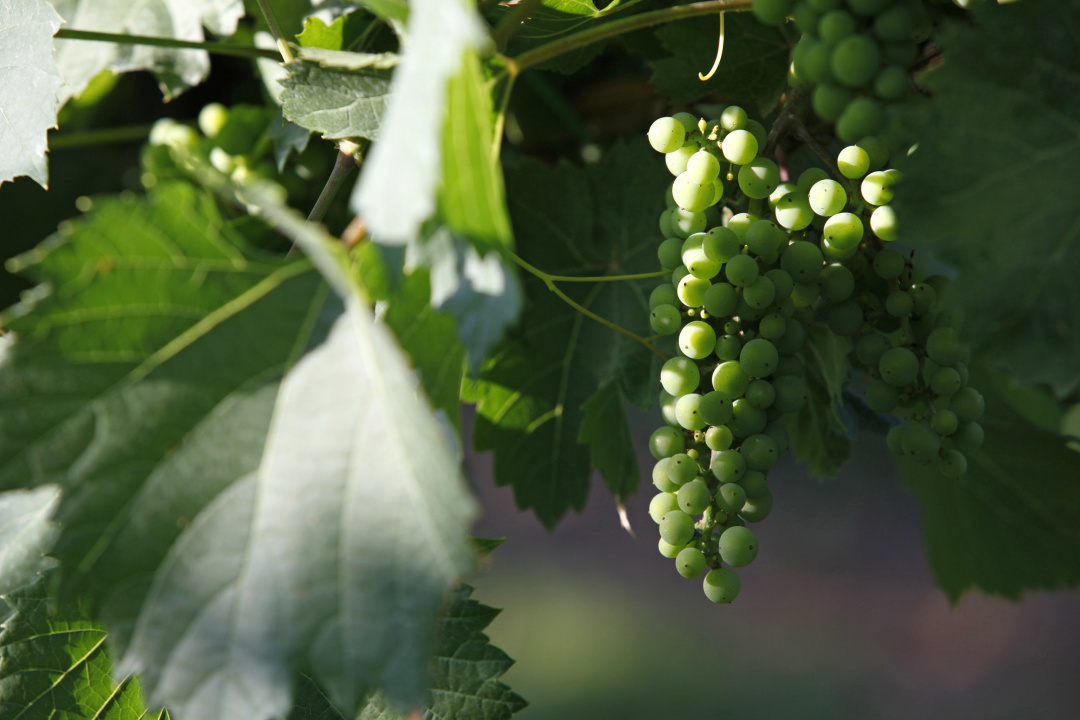 Grapes on a vine