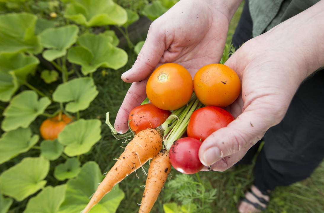 Two hands hold freshly picked garden vegetables.