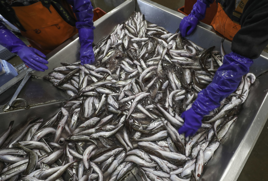 Workers' gloved hands handle silver hake in a crate