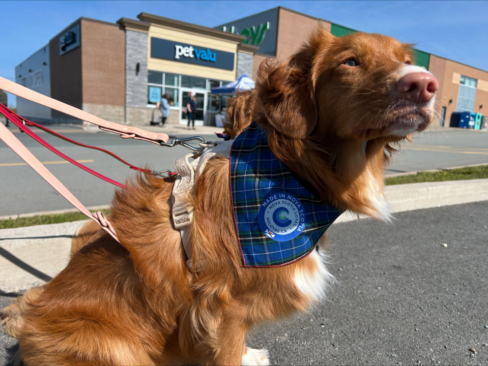 A duck tolling retriever wearing a Nova Scotia Loyal kerchief around her neck