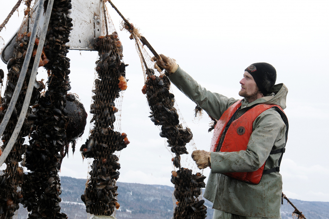 An aquaculture worker tending to shellfish