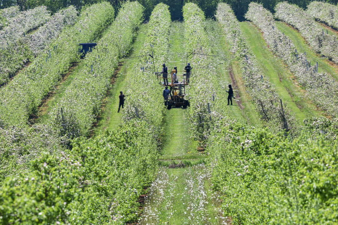 Workers pruning trees in an apple orchard