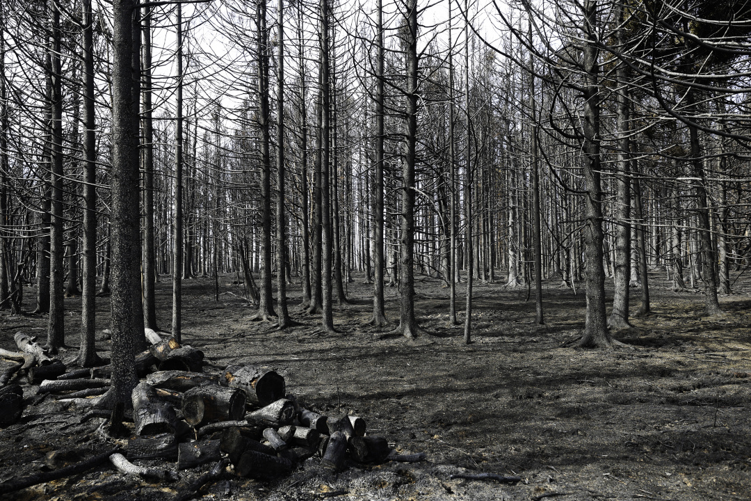 The woods behind a house in West Dalhousie