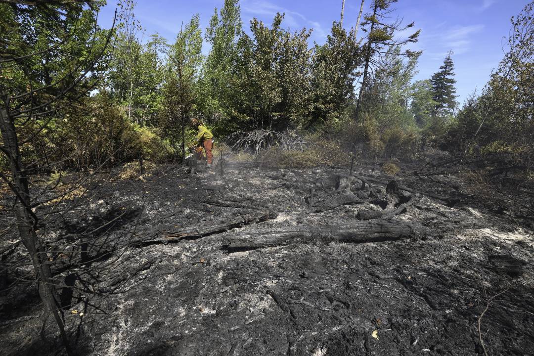 worker cuts tries with chainsaw in wooded area
