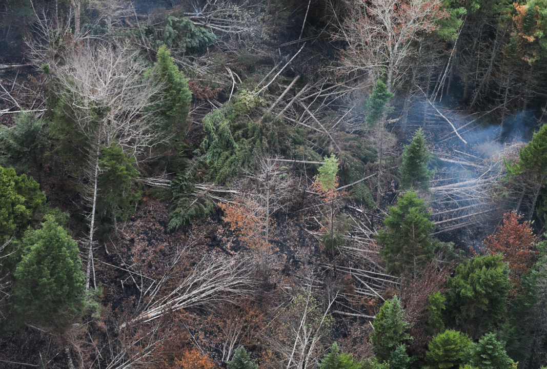 Trees fell near Paradise Lake because the deep burning wildfire weakened their roots.