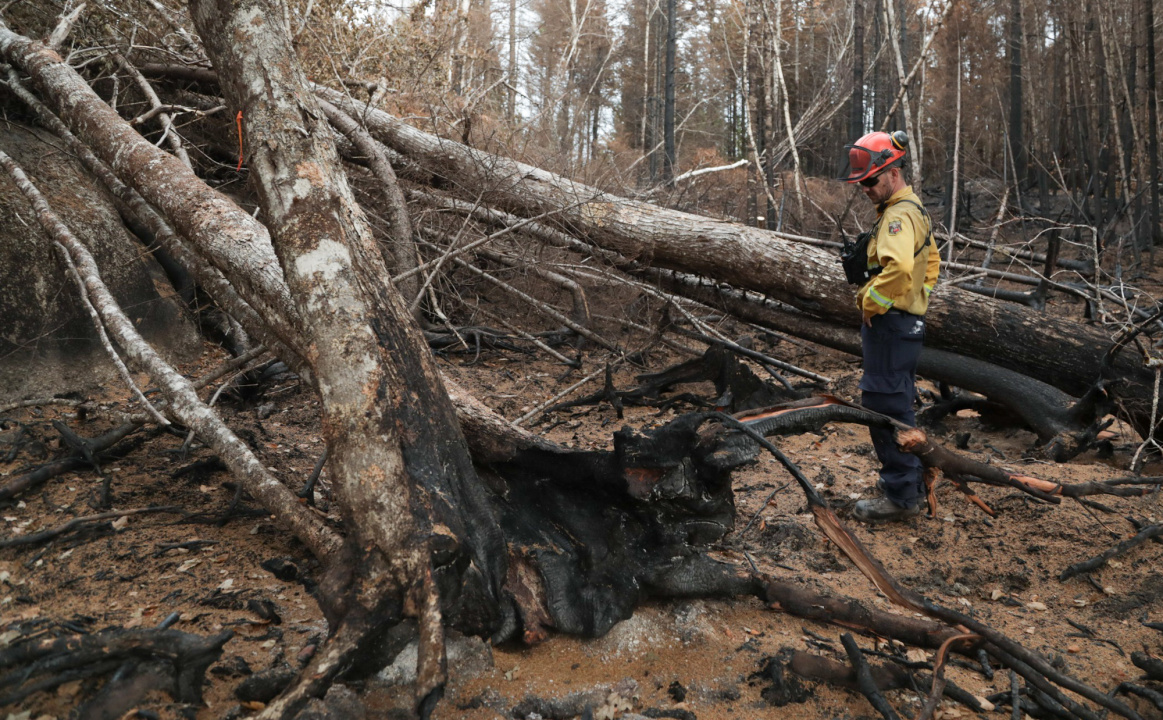 Trees with weakened roots from deep burning wildfire can easily topple, adding a challenge for firefighters working on the Long Lake wildfires complex
